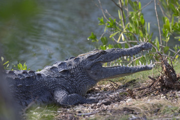 12 feet American crocodile (Crocodylus acutus) warming up in the sun.