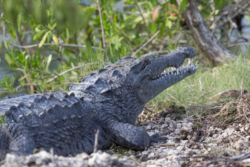 12 feet American crocodile (Crocodylus acutus) warming up in the sun.