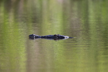 12 feet American crocodile (Crocodylus acutus) swimming in a pond