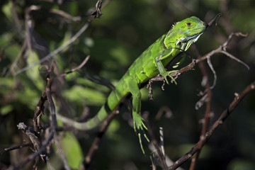 Young green iguana (Iguana iguana) resting on a branch.