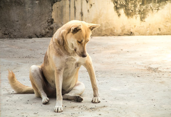 dog bends his  the morning light.