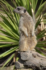 suricate