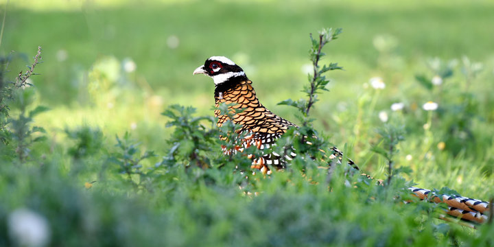 faisan v&eacute;n&eacute;r&eacute;