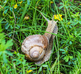 Big snail with green grass, close-up, cochlea and animal, natural