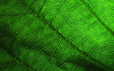 Green leaf texture background