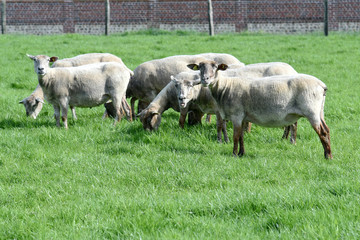 Obraz na płótnie Canvas troupeau de moutons dans un pré normand