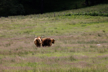 Vaches écossaise des Highlands en Ecosse