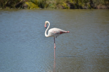 fenicotteri rosa