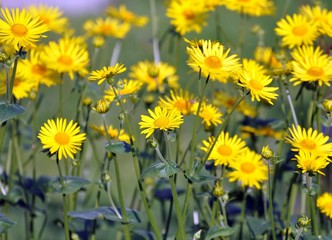 Obraz premium Gämswurzen