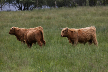 Vaches &eacute;cossaise des Highlands en Ecosse