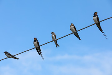 swallows on wire (Hirundinidae)