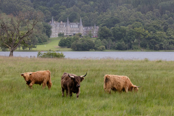 Vaches écossaise des Highlands en Ecosse