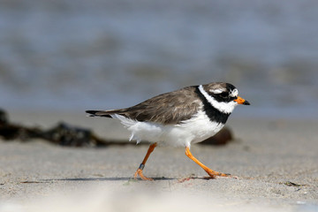 Über den Strand laufender Sandregenpfeifer
