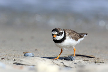 Sandregenpfeifer am Strand