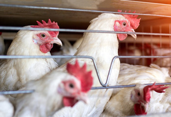 Young white chickens sit in open-air cages on a poultry farm, close-up, breeding of chickens and chicken eggs, farming