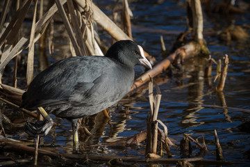 European coot (Fulica atra) in a reedbed