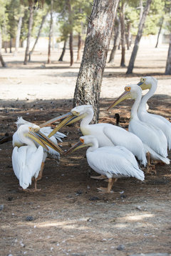 group of pelicans under a tree