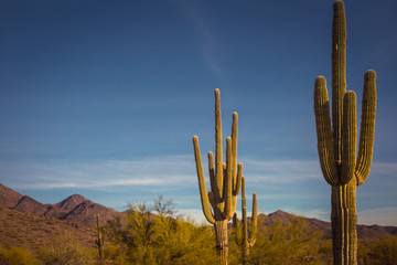 Close ups of various cactus found in the Sonoran Desert in Arizona