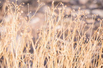 Fototapeta premium Close ups of various cactus found in the Sonoran Desert in Arizona