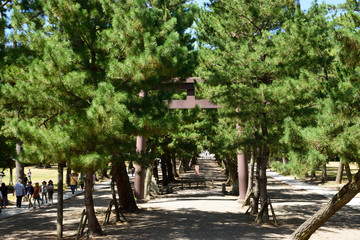 出雲大社の参道