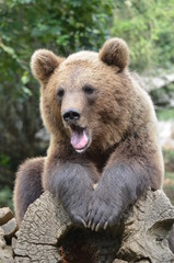 Obraz premium orso bruno