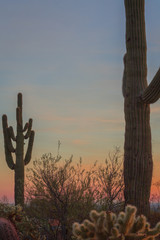 Close ups of various cactus found in the Sonoran Desert in Arizona