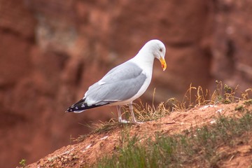 Möwe auf einer Klippe in Helgoland