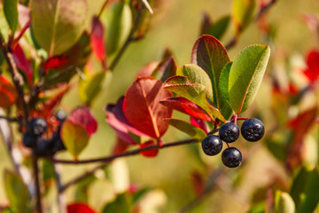chokeberry tree with berries in autumn