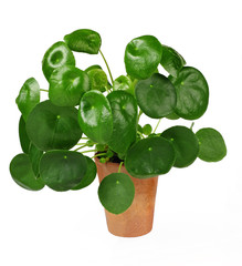 Ufopflanze, pilea peperomioides