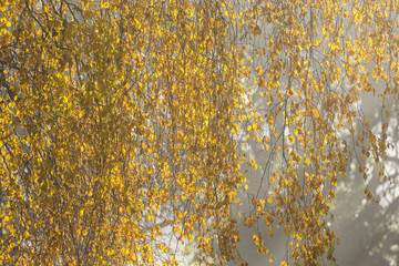 Birch branches in backlight with autumn colors