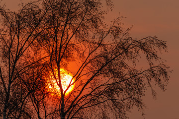 Sunset with the sun shining through trees branches