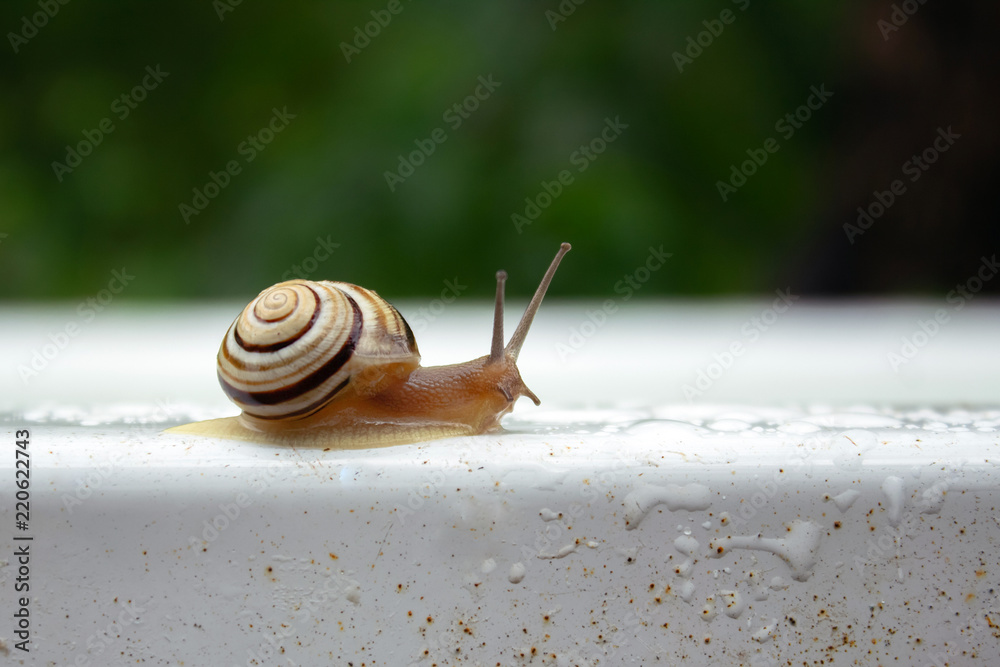 Wall mural striped snail crawls on white and green background with drops of water