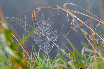 Poranne pajęczyny z Doliny Narwi © podlaski49