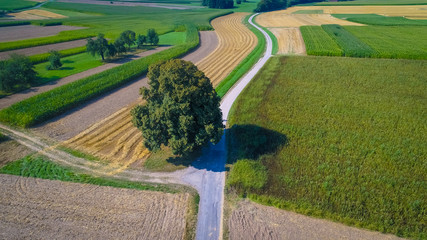 Felder mit einzelnem großen Baum
