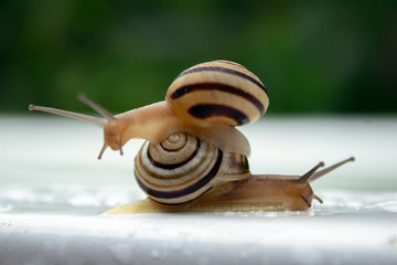 one striped snail sits on the other snail crawls on white background with drops of water