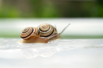 striped snails crawls on white background with drops of water