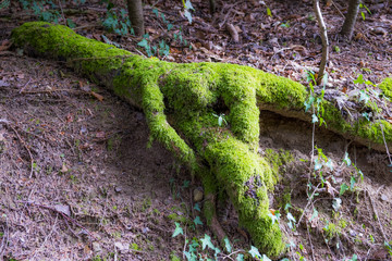Mousse racine arbre