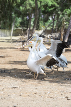 great white pelicans