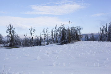 Trees and meadow in the snow and ice