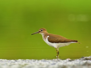 The common sandpiper (Actitis hypoleucos)