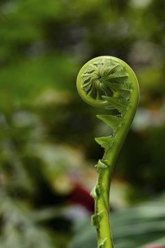 Young fern leafs rolled in round shape covered with wet and dead fur in rain forest, tropical forest of Malaysia