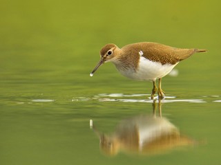The common sandpiper (Actitis hypoleucos)