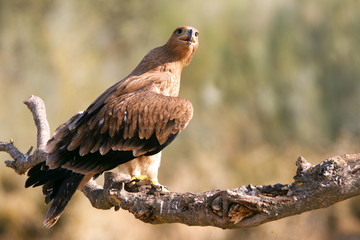 Young female of Spanish Imperial Eagle. Aquila adalberti