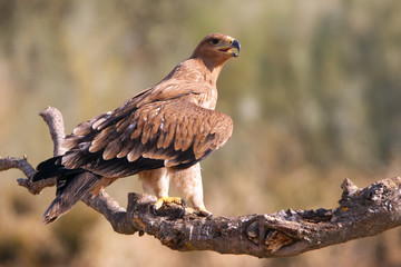 Young Spanish Imperial Eagle. Aquila adalberti