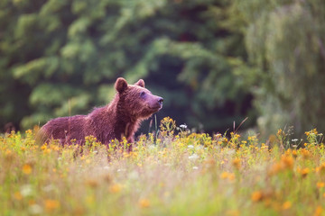 Big brown bear sniffing the air at the edge of forest