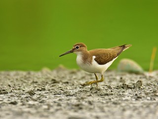 The common sandpiper (Actitis hypoleucos) on lakeshore