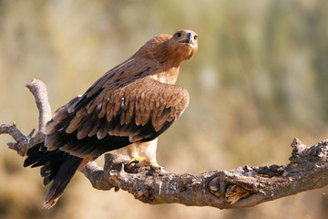Young Spanish Imperial Eagle. Aquila adalberti