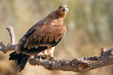 Spanish Imperial Eagle. Aquila adalberti
