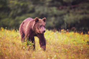 Brown bear wandering and looking for food at the edge of the forest