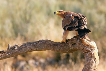 Young female of Spanish Imperial Eagle. Aquila adalberti